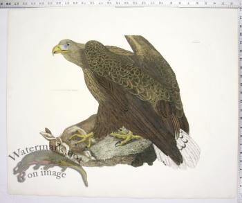 Sea or Cinereous Eagle Female